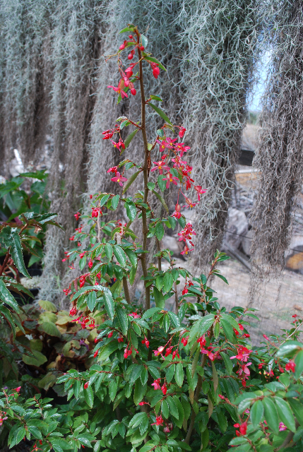B. fuchsioides var. fuchsioides
